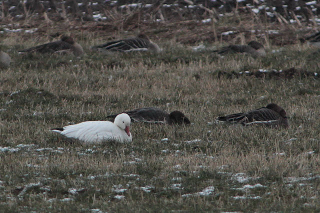 20120209 Sneeuwgans Beilen