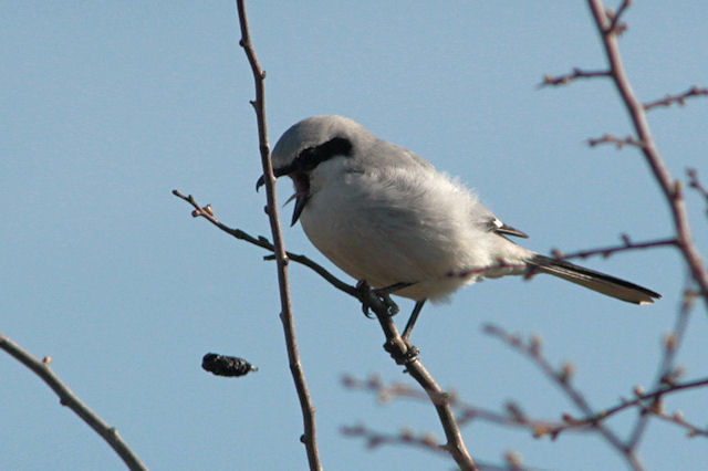 20120325 Klapekster Bolmert Braakbal