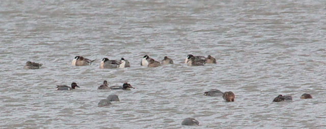 20120401 Amerikaanse wintertaling Ezumakeeg