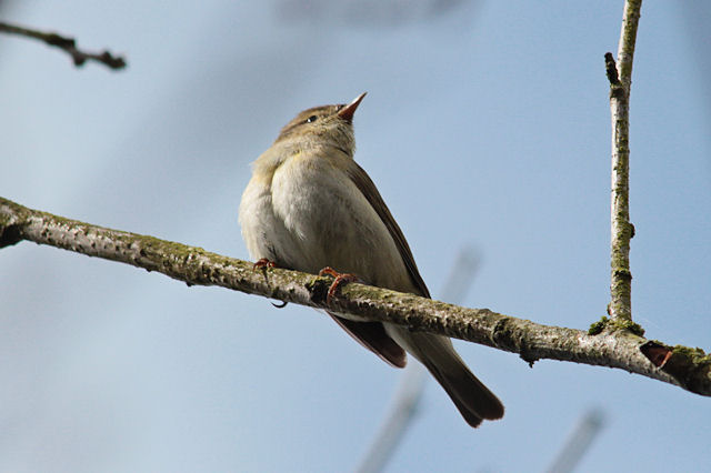 20120422 Iberische tjiftjaf Drachten