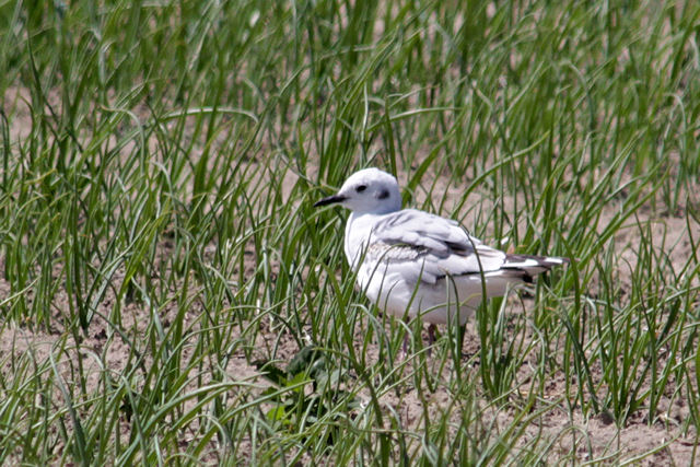 20120616 kleine kokmeeuw texel 2