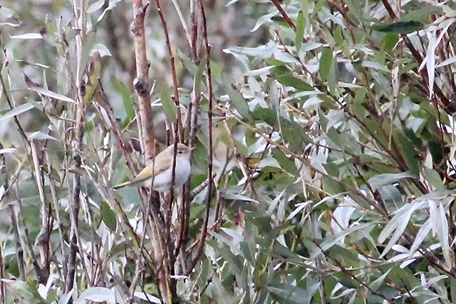 20131012 Bergfluiter spec Texel