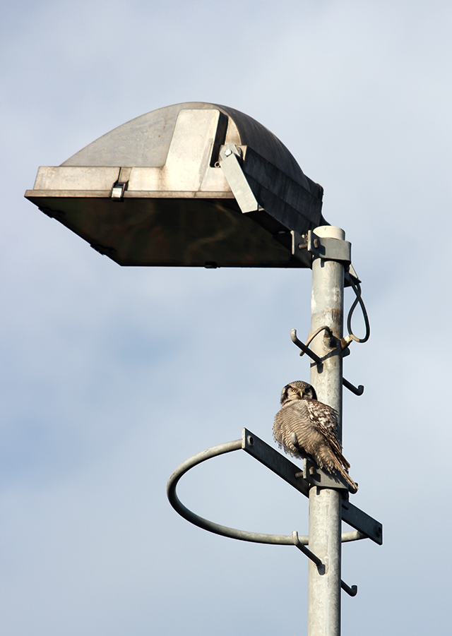 20131229 Spwerweruil Zwolle