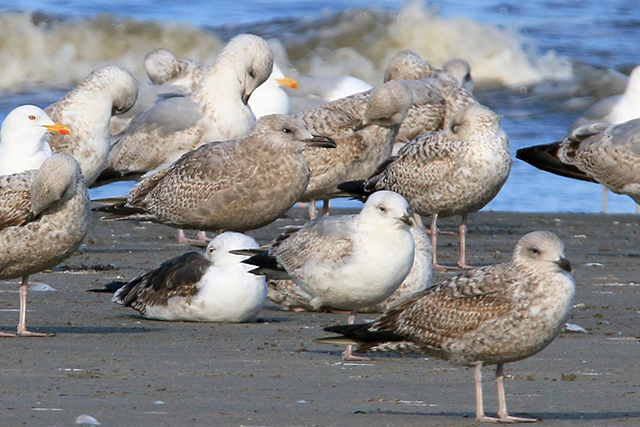 20150417 Thayers Meeuw Bergen aan Zee 2