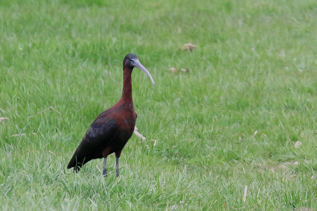 20150417 Zwarte Ibis Schoorldam-Alkmaar