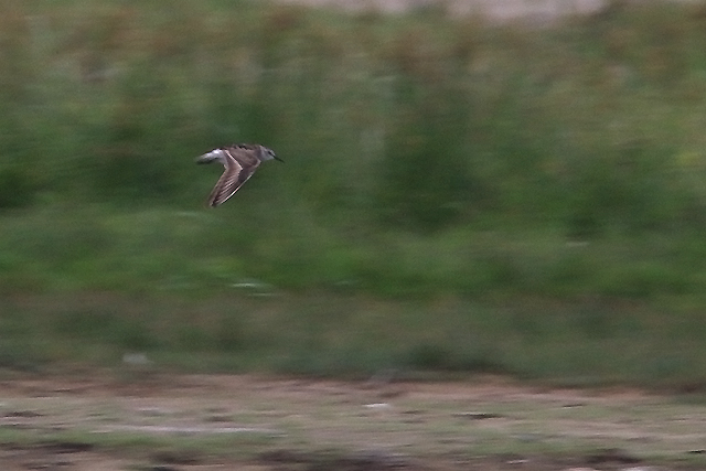 20150714 Bairds Strandloper Den Helder 2