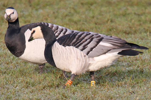 8 April 2018, Brandgans, OIII-Y9_02_Lauwersmeer - Bantpolder