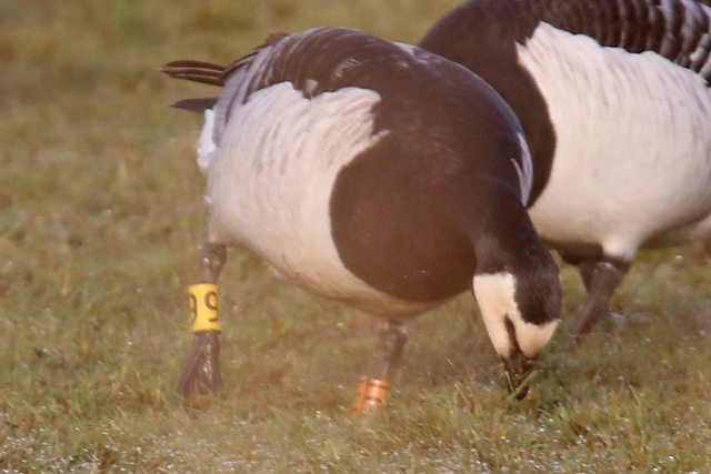 8 April 2018, Brandgans, OIII-Y9_Lauwersmeer - Bantpolder