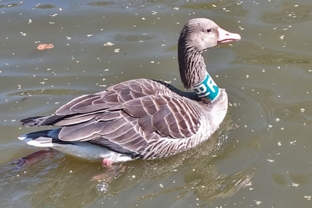 12 April 2025, Grauwe Gans, RBL_Roermond