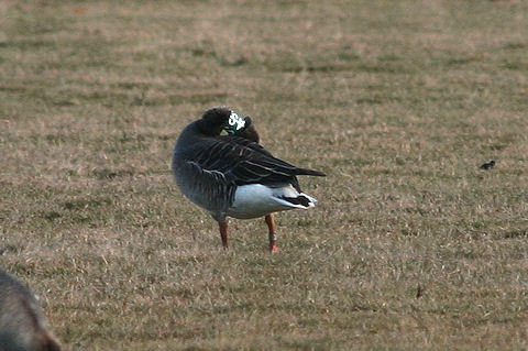 22 February 2010, Grauwe Gans, SAS_De staart_Texel