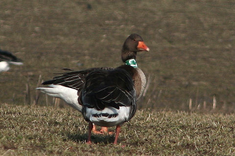22 February 2010, Grauwe Gans, SCZ_De staart_Texel