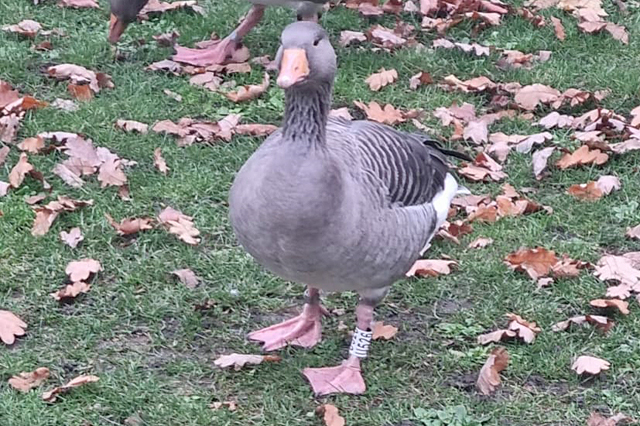 12 December 2024, Grauwe Gans, U526_Londen