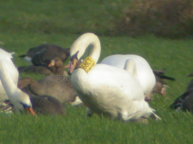 Knobbelzwaan