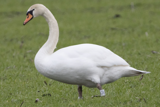 Knobbelzwaan