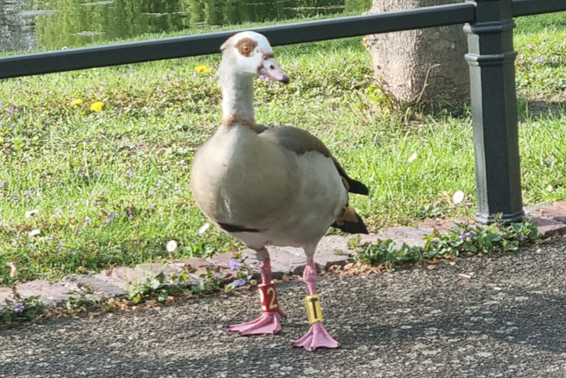 Nijlgans