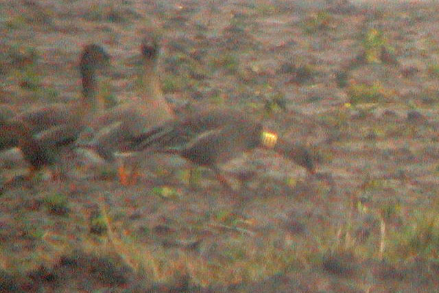 Toendrarietgans