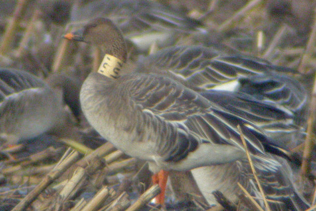 Toendrarietgans