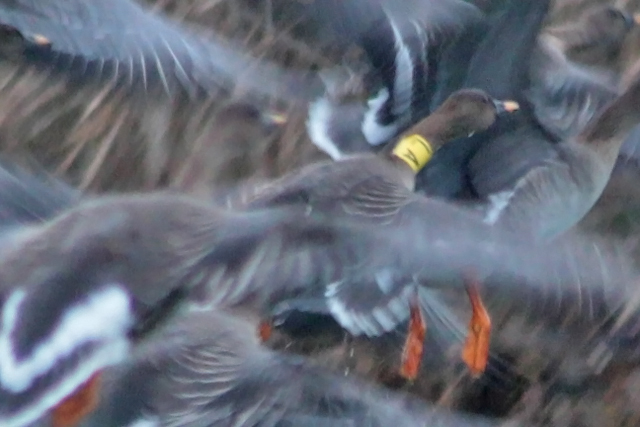 Toendrarietgans