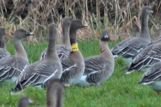 Toendrarietgans