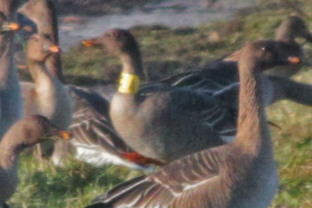 Toendrarietgans