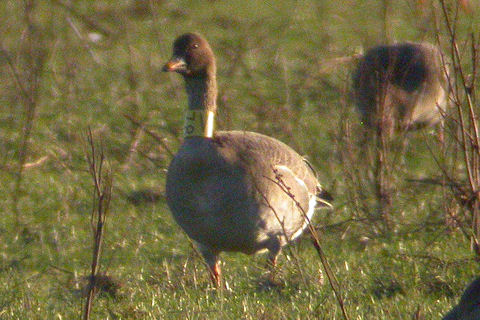 Toendrarietgans