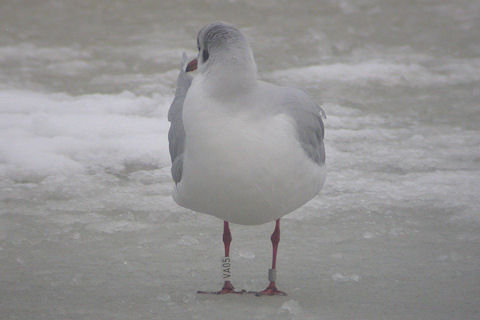 17 January 2010, Hoornse meer, Kokmeeuw_(VA05)