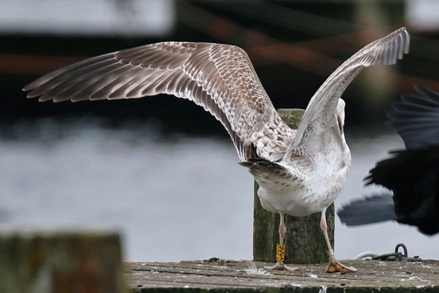 14 January 2018, Pontische Meeuw (X905), Hoornse Meer_1
