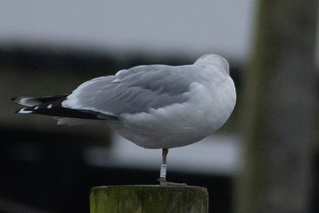 12 December 2025, Stormmeeuw, E7J8_Kaap Hoorn