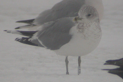 17 January 2010, Kardinge, Stormmeeuw_(EL41)