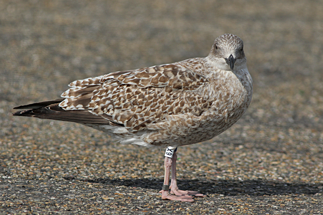 Zilvermeeuw
