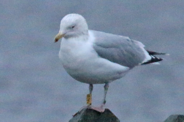 22 December 2018, Zilvermeeuw H40W, Hoornse Meer