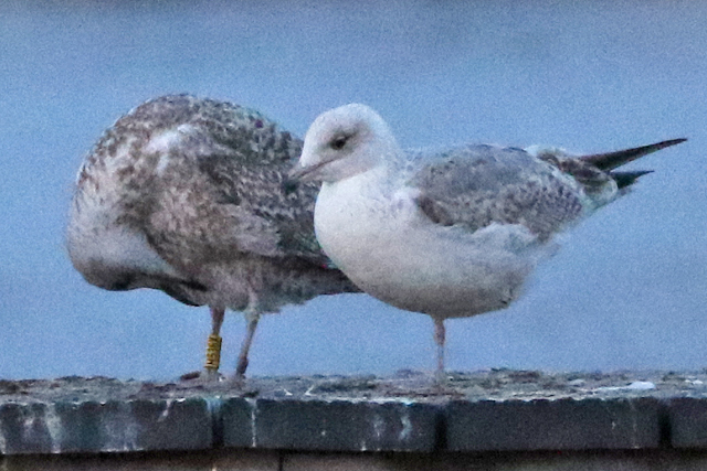 19 February 2023, Zilvermeeuw, H536X_Hoornse Meer