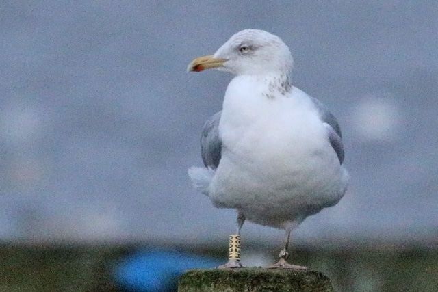 15 December 2019, Zilvermeeuw, HE680_Hoornse Meer