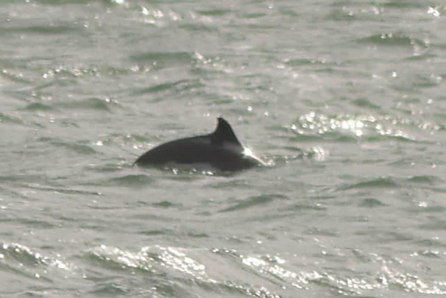 20241013 Gewone Bruinvis Texel   Het Horntje