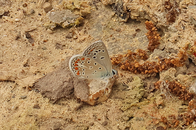 Esparcetteblauwtje