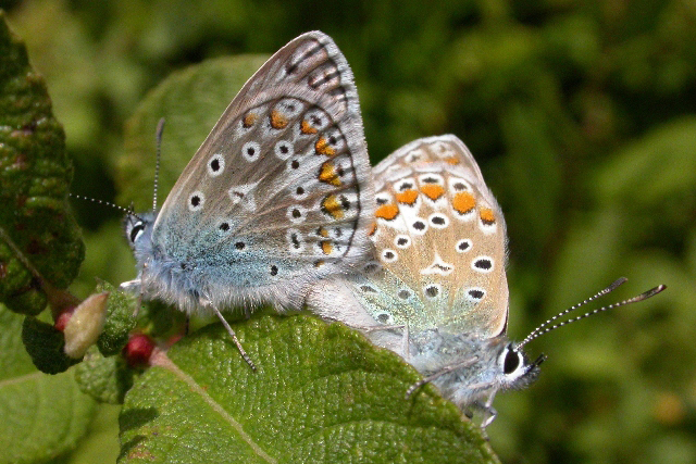 Icarusblauwtje