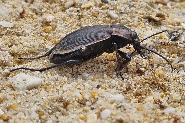 Graslandschallebijter
