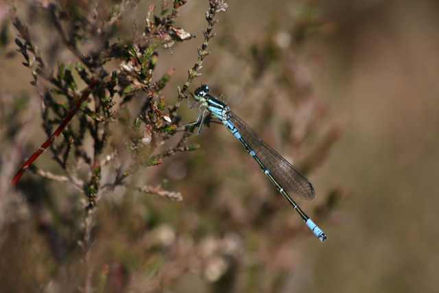 Maanwaterjuffer