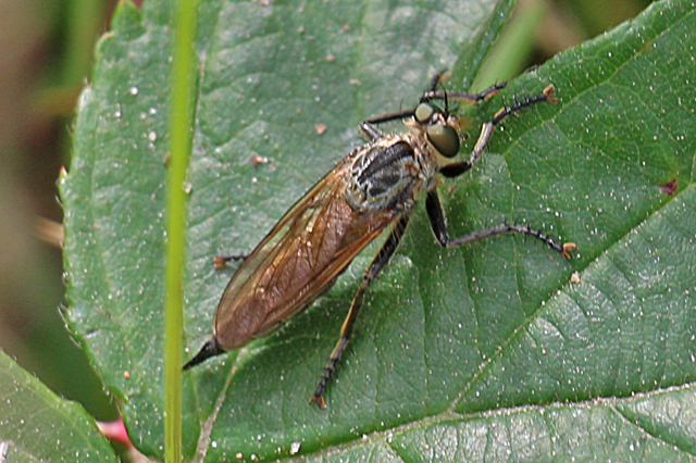 Roodbaardroofvlieg