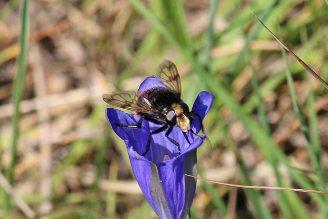 Hommelreus