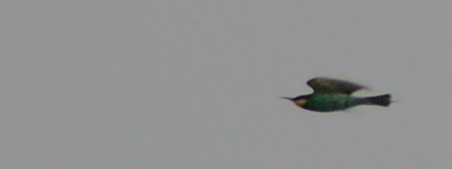 8 juli 2007, Bijeneter, vlucht4_Leggelderveld