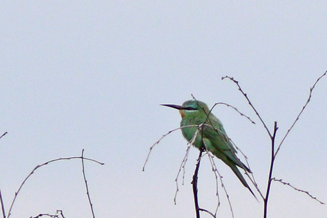 20230805 Groene Bijeneter 08 Fochteloerveen