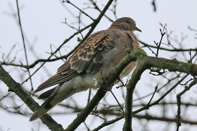 1 februari 2020, Meenatortel, Sneek_01