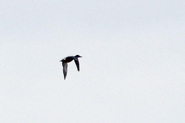 28 april 2013, Blauwvleugeltaling, Heidenschapsterpolder