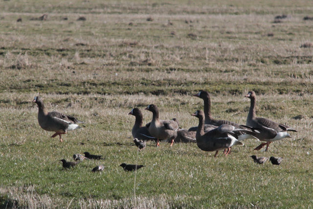 11 maart 2012, Dwerganzen, Tibma