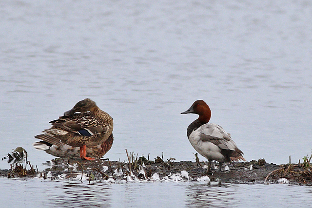 3 juni 2024, Grote Tafeleend, Vogelplas Starrevaart_02