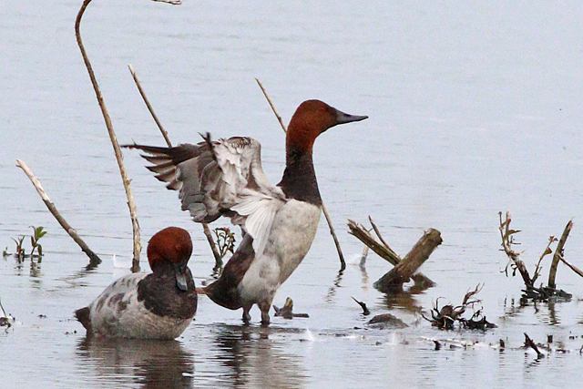 3 juni 2024, Grote Tafeleend, Vogelplas Starrevaart_06