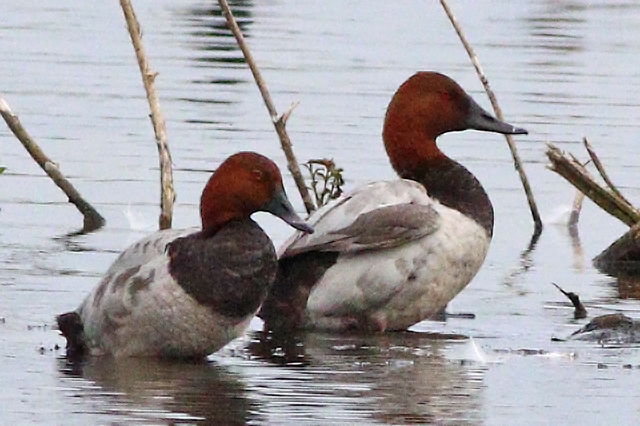 20240603 Grote Tafeleend Vogelplas Starrevaart 07