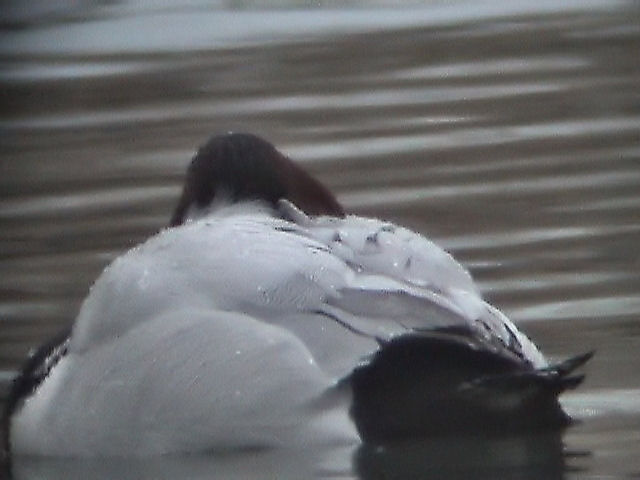 20030111 Grote Tafeleend Castricum