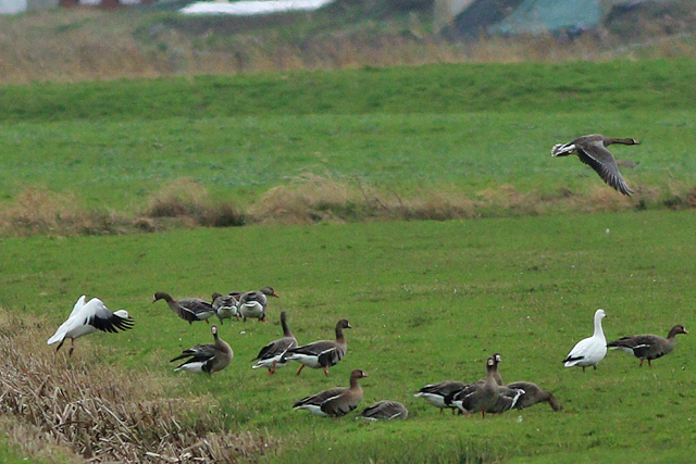 20240315 Ross Gans Polder Wollegaast 01